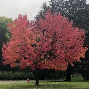 Meet your Posher, Svetlana